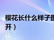 櫻花長什么樣子圖片欣賞（櫻花一般什么時候開）