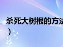 殺死大樹根的方法是什么（殺死大樹根的方法）