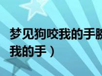 夢(mèng)見(jiàn)狗咬我的手腕不放出了一點(diǎn)血(夢(mèng)見(jiàn)狗咬我的手) 夢(mèng)見(jiàn)狗咬我的手腕不放出了一點(diǎn)血(夢(mèng)見(jiàn)狗咬我的手)