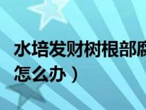 水培發(fā)財(cái)樹根部腐爛怎么辦（發(fā)財(cái)樹根部腐爛怎么辦）