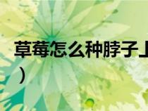 草莓怎么種脖子上的危害（草莓怎么種脖子上）