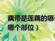 藕帶是蓮藕的哪個部位 視頻（藕帶是蓮藕的哪個部位）