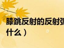 膝跳反射的反射弧結(jié)構(gòu)（膝跳反射的反射弧是什么）