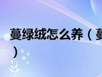 蔓綠絨怎么養(yǎng)（蔓綠絨的養(yǎng)殖方法和注意事項）