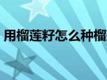 用榴蓮籽怎么種榴蓮（榴蓮籽怎么種小盆栽）