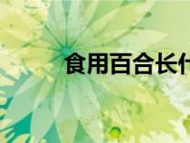食用百合長什么樣子（食用百合）