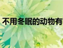 不用冬眠的動物有哪些(冬眠的動物有哪些) 不用冬眠的動物有哪些(冬眠的動物有哪些)