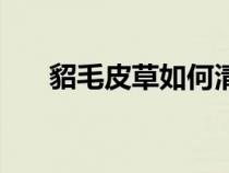 貂毛皮草如何清洗和保養(yǎng)（貂毛皮草）