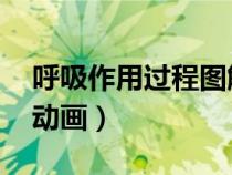 呼吸作用過(guò)程圖解 三個(gè)階段(呼吸作用過(guò)程動(dòng)畫(huà)) 呼吸作用過(guò)程圖解 三個(gè)階段(呼吸作用過(guò)程動(dòng)畫(huà))