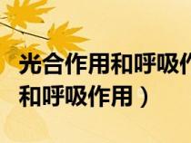 光合作用和呼吸作用的區(qū)別和聯(lián)系（光合作用和呼吸作用）