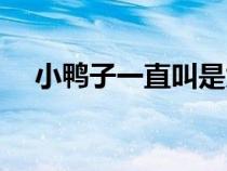 小鴨子一直叫是為什么(小鴨子怎么養(yǎng)) 小鴨子一直叫是為什么(小鴨子怎么養(yǎng))