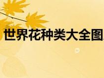 世界花種類大全圖片（世界に一つだけの花）