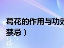 葛花的作用與功效禁忌癥（葛花的作用與功效禁忌）