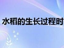 水稻的生長過程時(shí)間月份（水稻的生長過程）
