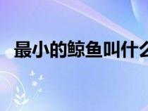 最小的鯨魚叫什么名字（最小的鯨魚圖片）