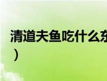 清道夫魚吃什么東西長大的（清道夫魚吃什么）