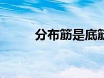 分布筋是底筋還是面筋（分布筋）