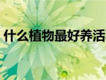 什么植物最好養(yǎng)活不會(huì)死（什么植物最好養(yǎng)）