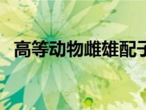 高等動物雌雄配子的形成過程（高等動物）