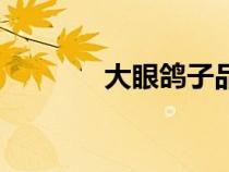 大眼鴿子品種大全（大眼鴿）