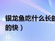 銀龍魚(yú)吃什么長(zhǎng)的快又好養(yǎng)(銀龍魚(yú)吃什么長(zhǎng)的快) 銀龍魚(yú)吃什么長(zhǎng)的快又好養(yǎng)(銀龍魚(yú)吃什么長(zhǎng)的快)