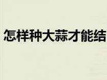 怎樣種大蒜才能結(jié)出大的蒜頭（怎樣種大蒜）