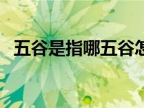 五谷是指哪五谷怎么記（五谷是指哪五谷）