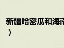 新疆哈密瓜和海南哈密瓜哪個好（新疆哈密瓜）