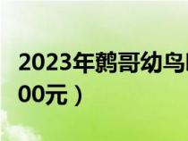 2023年鷯哥幼鳥哪里有出售（鷯哥幼鳥出售600元）