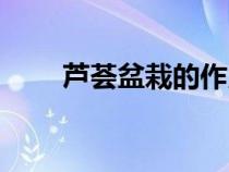 蘆薈盆栽的作用與功效（蘆薈盆栽）