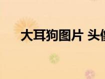 大耳狗圖片 頭像玉桂狗（大耳狗圖片）