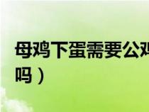 母雞下蛋需要公雞嗎圖片（母雞下蛋需要公雞嗎）
