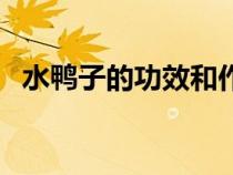 水鴨子的功效和作用和什么煲湯（水鴨子）