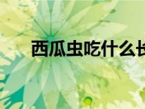 西瓜蟲吃什么長大的（西瓜蟲吃什么）