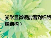 光學(xué)顯微鏡能看到細(xì)胞哪些結(jié)構(gòu)（光學(xué)顯微鏡下能看到的細(xì)胞結(jié)構(gòu)）
