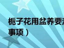 梔子花用盆養(yǎng)要注意什么?（梔子花盆栽注意事項(xiàng)）