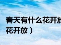 春天有什么花開放最不起眼的花（春天有什么花開放）