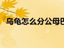 烏龜怎么分公母巴西龜（烏龜怎么分公母）