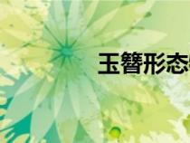 玉簪形態(tài)特征（形態(tài)特征）