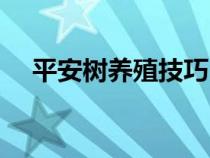 平安樹(shù)養(yǎng)殖技巧(平安樹(shù)室內(nèi)養(yǎng)殖方法) 平安樹(shù)養(yǎng)殖技巧(平安樹(shù)室內(nèi)養(yǎng)殖方法)