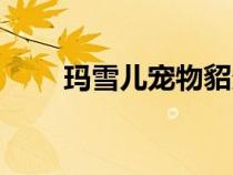 瑪雪兒寵物貂多少錢一只（瑪雪兒）