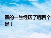 蠶的一生經(jīng)歷了哪四個(gè)過程（蠶的一生經(jīng)過的四個(gè)主要階段是）