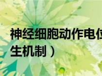神經(jīng)細(xì)胞動(dòng)作電位的產(chǎn)生機(jī)制(動(dòng)作電位的產(chǎn)生機(jī)制) 神經(jīng)細(xì)胞動(dòng)作電位的產(chǎn)生機(jī)制(動(dòng)作電位的產(chǎn)生機(jī)制)