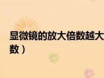 顯微鏡的放大倍數(shù)越大視野越亮還是越暗（顯微鏡的放大倍數(shù)）