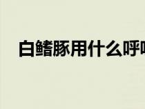 白鰭豚用什么呼吸?（白鰭豚用什么呼吸）