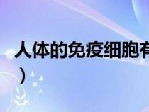 人體的免疫細(xì)胞有哪些（免疫系統(tǒng)由什么組成）