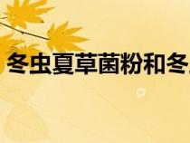 冬蟲夏草菌粉和冬蟲夏草區(qū)別（冬蟲夏草菌）