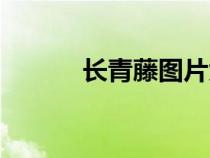 長(zhǎng)青藤圖片大全大圖（長(zhǎng)青藤）