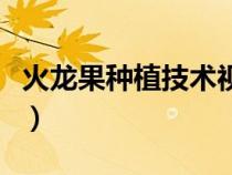 火龍果種植技術(shù)視頻（火龍果的種植方法視頻）