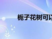 梔子花樹可以扦插嗎（梔子花樹）